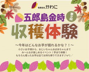 五郎島金時収穫体験
